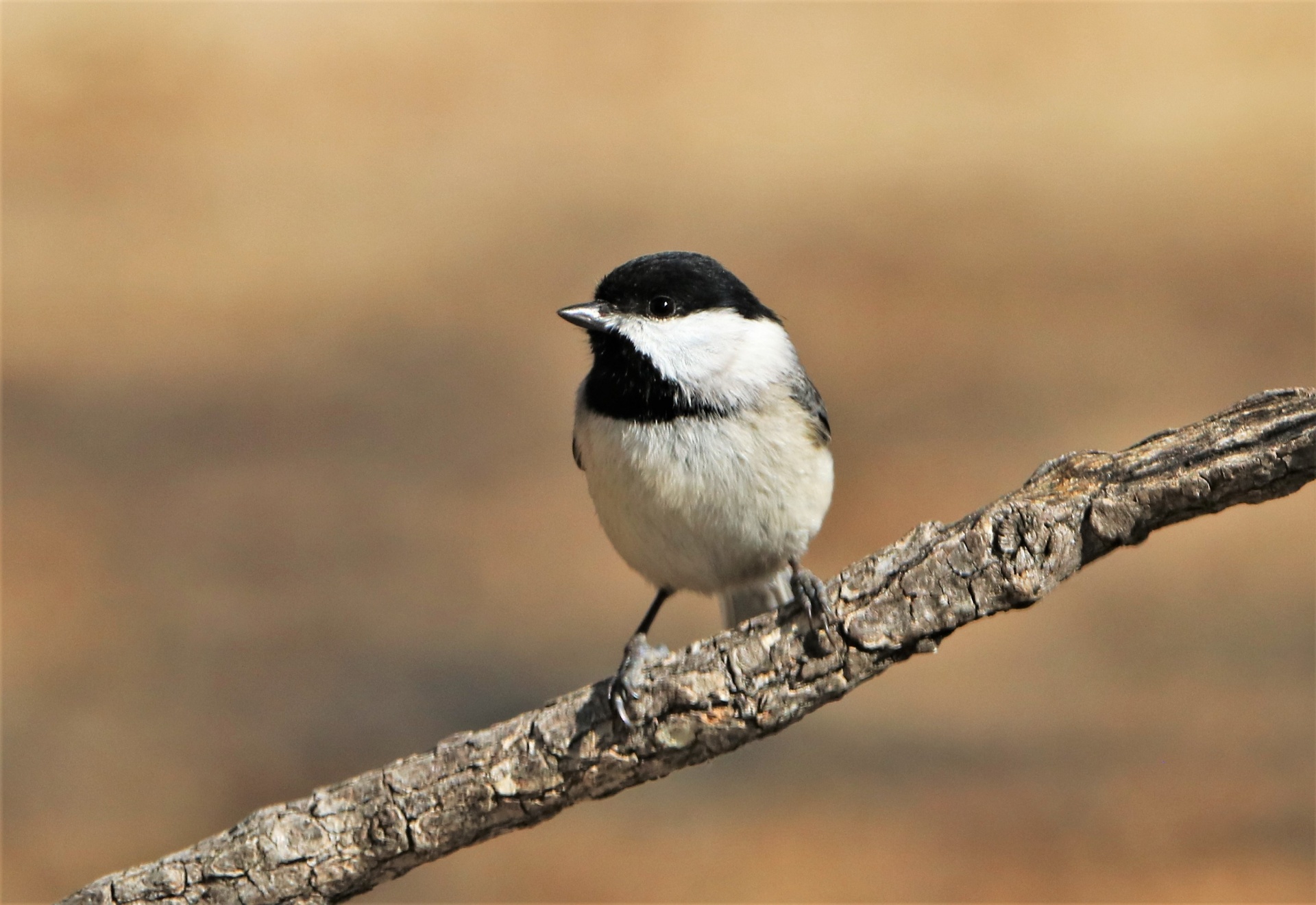 A Black-capped Chickadee on a branch (Source: Public Domain Pictures)