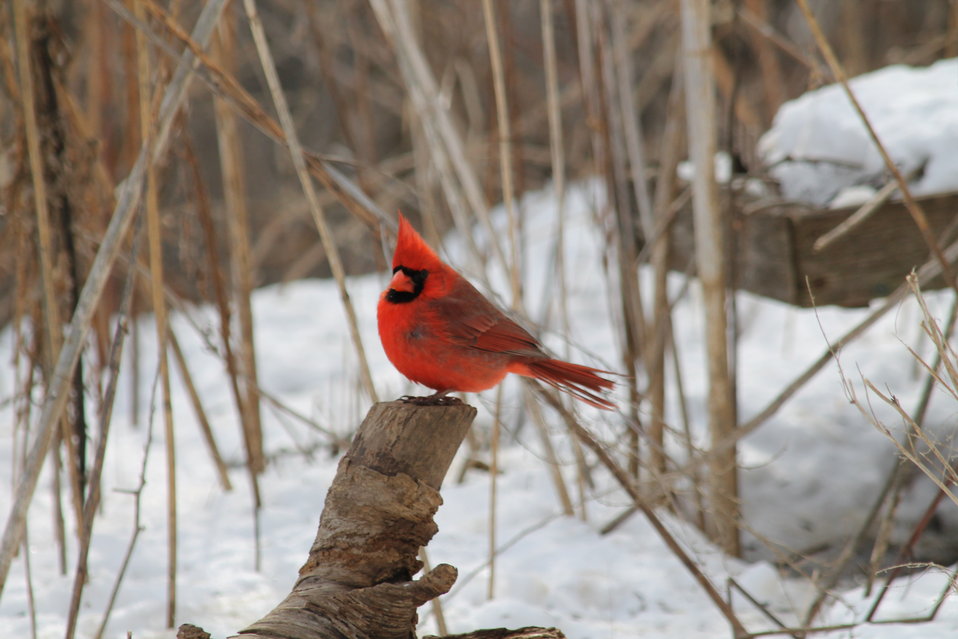 A Northern Cardinal in winter (Source: Public Domain Files)