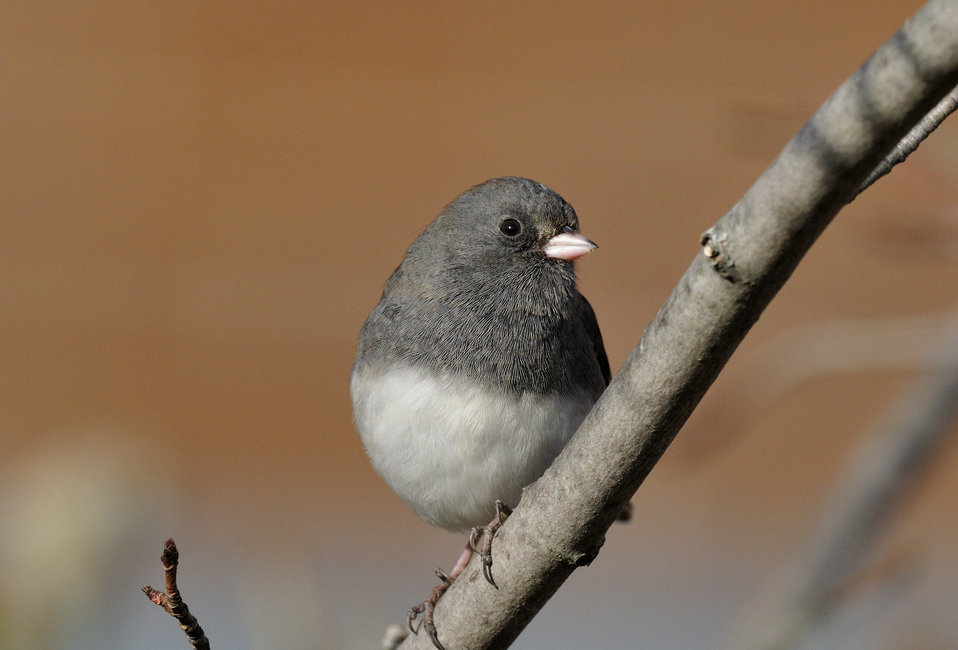 A Dark-eyed Junco on a branch (Source: Public Domain Files)