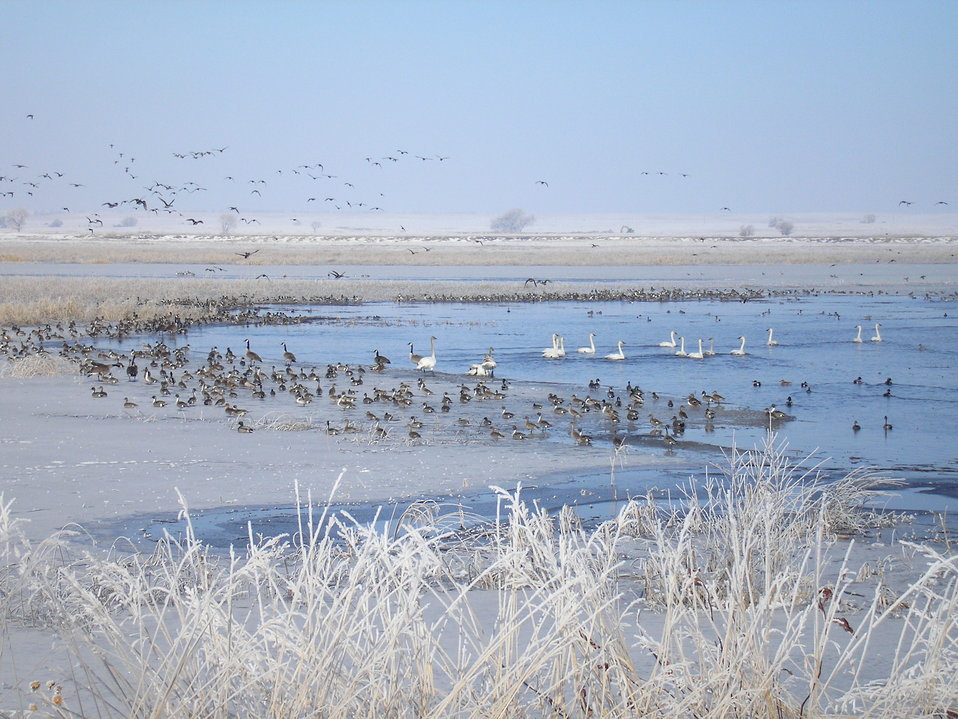 Trumpeter Swans, Canada Geese and ducks on a pond in winter (Source: Public Domain Files)