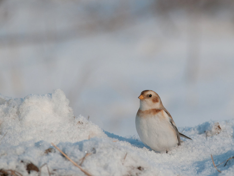 A Snow Bunting in winter (Source: Public Domain Files)